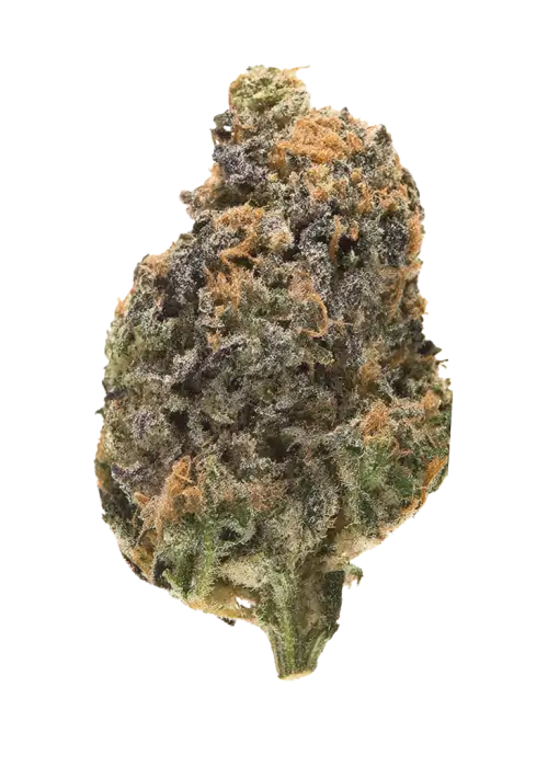 Krazy Runtz, yaban mersini aromalı ve yüksek THC içeren Indica dominant bir türdür. Enerji ve rahatlama sunar. Genetik yapısını keşfedin.