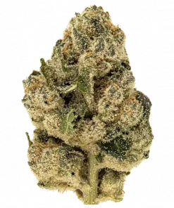 Kreme Pie, sert yakıtımsı ve şeftali aromaları ile öne çıkan Indica baskın bir türdür. Yüksek THC içeriğiyle rahatlatıcı etkilerini keşfedin ve genetik yapısını görüntüleyin.