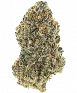 Kroma, tatlı şeker aromaları ve rahatlatıcı etkisiyle bilinen Indica baskın bir türdür. Yüksek verimli ve reçineli yapısıyla öne çıkar. Özelliklerini keşfedin.