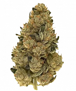 Kryptonite, toprak kokusu ve rahatlatıcı etkisiyle öne çıkan indica dominant bir türdür. Anksiyete ve uykusuzluğa iyi gelir. Genetik yapısını keşfedin.