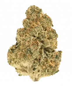 Kryptonite Fast, toprak aromalı ve yüksek THC'li Sativa dominant bir türdür. Yaratıcılığı artıran etkileriyle öne çıkar. Genetik yapısını keşfedin.