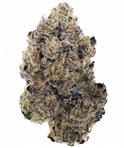 Kumamotoz, tatlı aroması, dizel ve çiçek notalarıyla öne çıkan dengeli bir hibrit türdür. Yüksek THC içeriğiyle ruh halinizi yükseltin ve stresi azaltın. Keşfedin.