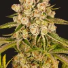 Kush Mintz Feminized Esrar Tohumu (Barney's Farm)