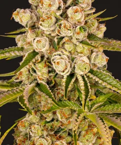 Kush Mintz Feminized Esrar Tohumu (Barney's Farm)