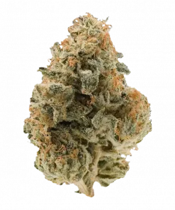 Kush Mountain, lavanta aroması ve yüksek THC içeriğiyle bilinen Sativa baskın bir türdür. Canlandırıcı etkilerini ve genetik yapısını keşfedin.