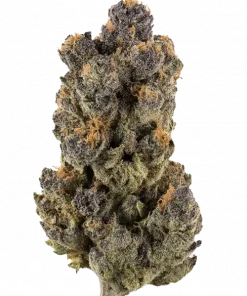 La Bomba, vanilya ve limon aromalarıyla öne çıkan Indica dominant bir türdür. Yüksek THC içeriğiyle yoğun rahatlama sağlar. Genetik yapısını keşfedin.