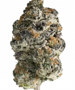 L.A. Gelato, tatlı böğürtlen ve yakıtımsı notalarıyla öne çıkan indica ağırlıklı bir türdür. Yüksek THC içeriğiyle dikkat çeken bu türün genetik yapısını keşfedin.