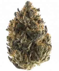 LA Sugar, tatlı vanilya aroması ve rahatlatıcı etkileriyle öne çıkan indica dominant bir türdür. Ağrı ve stres için ideal. Genetik yapısını keşfedin.