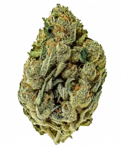 Lady Madonna, keskin limon aroması ve yüksek THC içeriğiyle bilinen Sativa baskın bir türdür. Enerji verici etkilerini keşfedin ve genetik yapısını görüntüleyin.