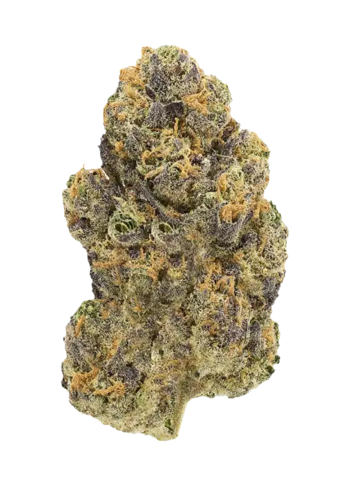 Lamar Odom, şekerli aroması ve dengeli etkileriyle öne çıkan hibrit bir türdür. Guava Cake x Lemon Cherry Zkittlez genetiğini keşfedin ve özelliklerini görüntüleyin.