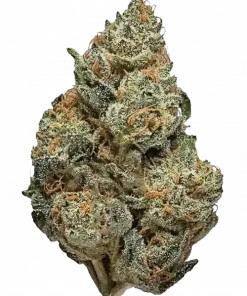 Lamb's Bread, baharatlı aroması ve THC oranıyla bilinen Jamaika kökenli bir Sativa türüdür. Canlandırıcı etkilerini keşfetmek için hemen görüntüleyin.