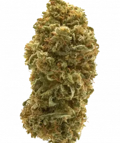 Lamborghini, lime aroması ve enerjik etkileriyle bilinen Sativa dominant bir türdür. Depresyon ve ağrı için ideal. Kısa sürede hasat için hemen keşfedin.