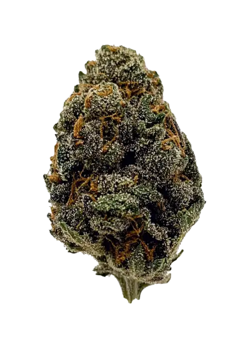 Ridgeline Lantz, yakıtımsı ve küflü mavi peynir aromalı, yüksek THC'li bir hibrit türdür. Yaratıcılığı tetikleyen etkileriyle öne çıkar. Özelliklerini keşfedin.