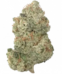 Laotian, tropikal meyve aromaları ve enerji verici etkisiyle bilinen güçlü bir Sativa türüdür. Depresyon ve yorgunluk için ideal. Genetik özelliklerini keşfedin.