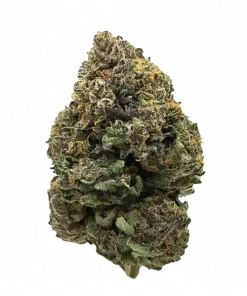 Lapis Exillis, toprak ve meyve aromalı, THC içeren dengeli bir hibrit türdür. Anksiyete ve stres için ideal. Genetik yapısını keşfedin.