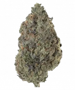 Larry Cream, tatlı portakal ve vanilya aromalı, yüksek THC'li Indica baskın bir türdür. Eşsiz lezzetini ve rahatlatıcı etkilerini keşfedin.