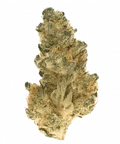 Larry Lovestein, yüksek THC içeriği ve canlandırıcı etkisiyle bilinen Sativa baskın bir türdür. Turunçgil ve yaban mersini aromalarını keşfedin. Hemen görüntüleyin.