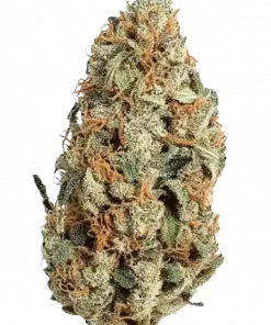 Larry OG, taze portakal aroması ve dengeli etkisiyle öne çıkan Indica baskın bir türdür. Yüksek THC içeriğiyle dikkat çeken bu türü keşfedin.