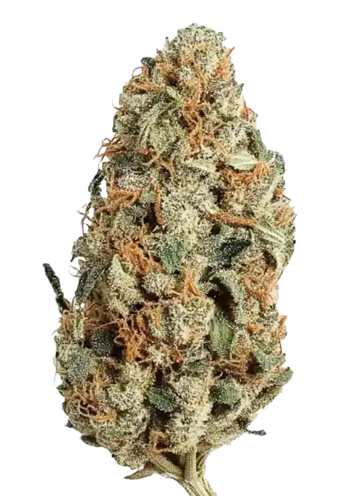 Larry OG, taze portakal aroması ve dengeli etkisiyle öne çıkan Indica baskın bir türdür. Yüksek THC içeriğiyle dikkat çeken bu türü keşfedin.