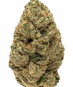 Lato Pop, çilek ve vanilya aromalarıyla öne çıkan dengeli bir hibrit türdür. Yüksek THC içeriğiyle dikkat çeker. Genetik yapısını ve etkilerini keşfedin.