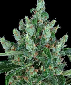 Laughing Buddha Feminized Esrar Tohumu (Barney's Farm)