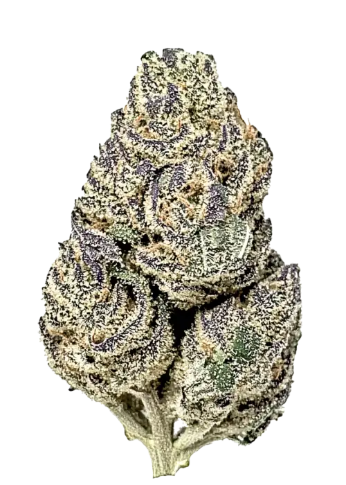 Laughing Buddha, yüksek THC'li, narenciye aromalı Sativa baskın bir türdür. Enerjik etkileri ve karmaşık lezzetiyle öne çıkar. Özelliklerini keşfedin.