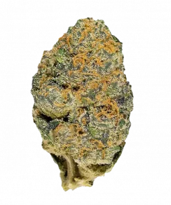 Laughing Gas, yüksek THC seviyesi ve eşsiz kahkaha etkisiyle bilinen Sativa baskın bir türdür. Narenciye aromalı bu özel türü keşfedin ve etkilerini görüntüleyin.