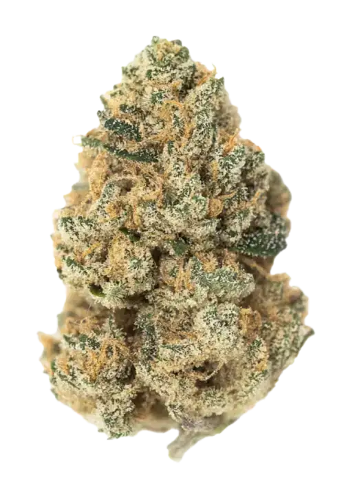 Lava Cake, benzersiz çikolata aroması ve rahatlatıcı etkisiyle bilinen Indica dominant bir türdür. Tatlı notaları ve genetik yapısını keşfedin.