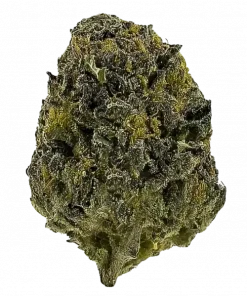 LAX, yüksek THC ve benzersiz elma aromasıyla öne çıkan sativa baskın bir türdür. Canlandırıcı etkileriyle bilinen bu hibriti keşfedin.