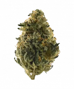 Lazar 115, toprak ve meyve aromalarıyla öne çıkan Sativa baskın bir türdür. Enerji verici ve odak artıran etkileriyle bilinir. Genetik yapısını keşfedin.