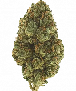 Legend OG, sert yakıtımsı aroması ve yüksek THC içeriğiyle bilinen Indica dominant bir türdür. Yoğun etkilerini ve faydalarını keşfetmek için hemen görüntüleyin.