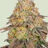 Legendary OG Punch Feminized Esrar Tohumu (Royal Queen Seeds)