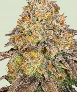 Legendary OG Punch Feminized Esrar Tohumu (Royal Queen Seeds)