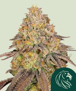 Legendary OG Punch Feminized Esrar Tohumu (Royal Queen Seeds)