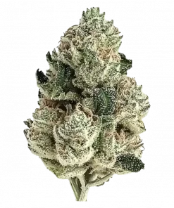 Lemon AK Auto, belirgin narenciye aroması ve yüksek THC içeriğiyle öne çıkan Sativa baskın bir türdür. Hızlı çiçeklenme özelliğiyle bu eşsiz türü keşfedin.