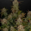 Lemon AK Auto Fem Esrar Tohumu (Fast Buds)