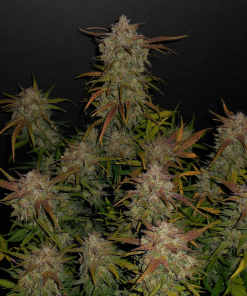 Lemon AK Auto Fem Esrar Tohumu (Fast Buds)