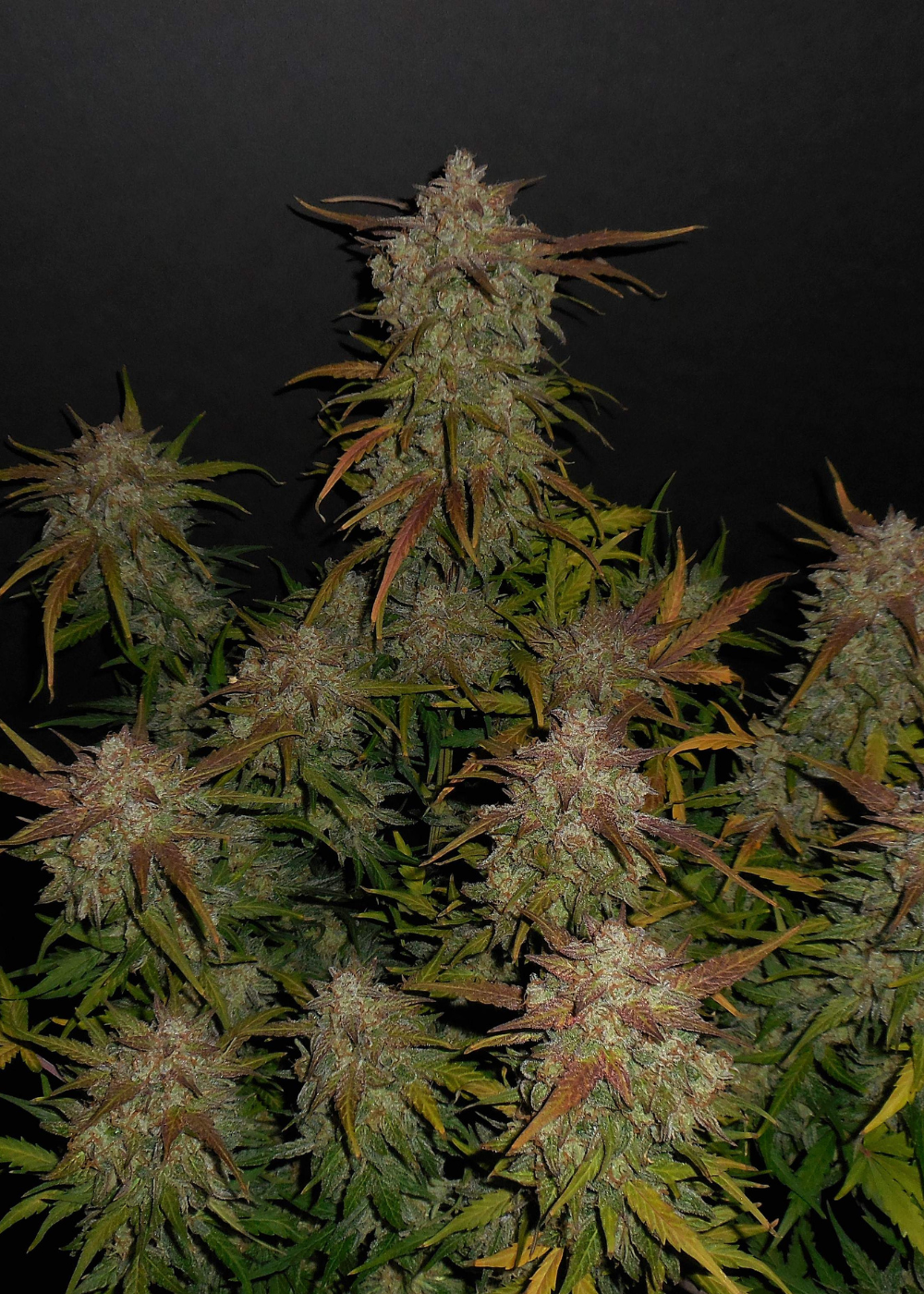 Lemon AK Auto Fem Esrar Tohumu (Fast Buds)