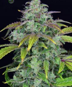 Lemon AK Auto Fem Esrar Tohumu (Fast Buds)