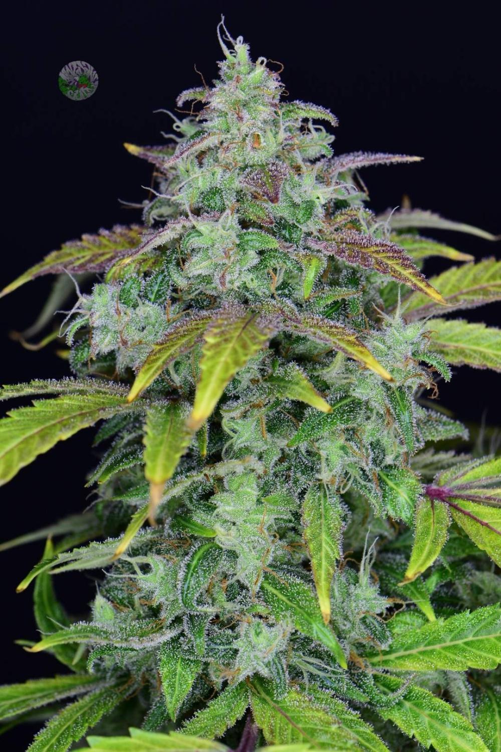 Lemon AK Auto Fem Esrar Tohumu (Fast Buds)