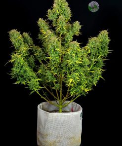 Lemon AK Auto Fem Esrar Tohumu (Fast Buds)