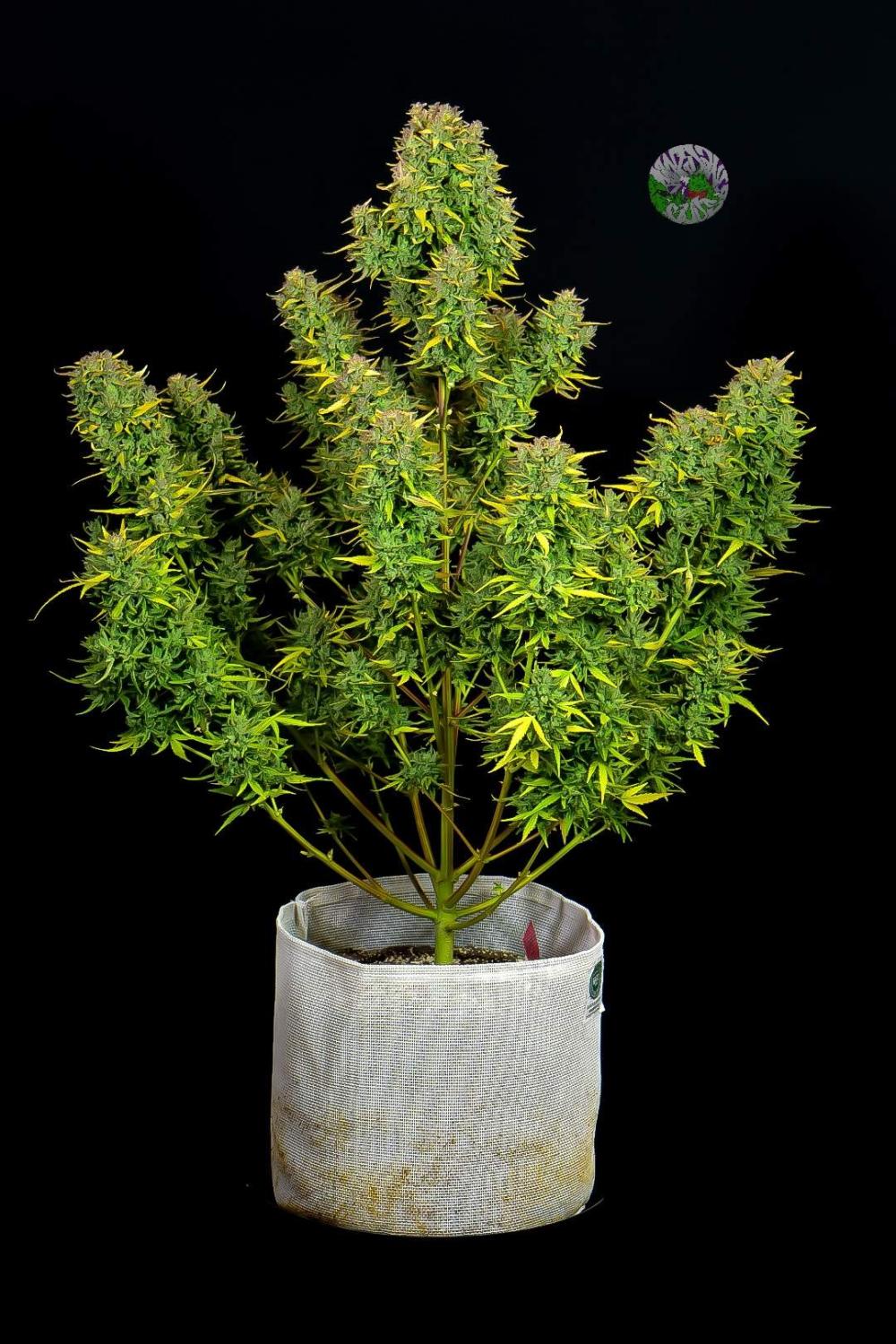 Lemon AK Auto Fem Esrar Tohumu (Fast Buds)