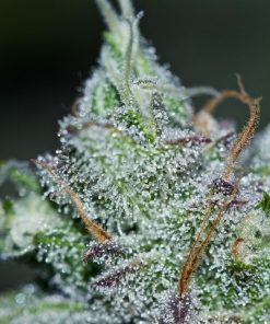 Lemon AK Auto Fem Esrar Tohumu (Fast Buds)