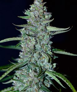 Lemon AK Auto Fem Esrar Tohumu (Fast Buds)