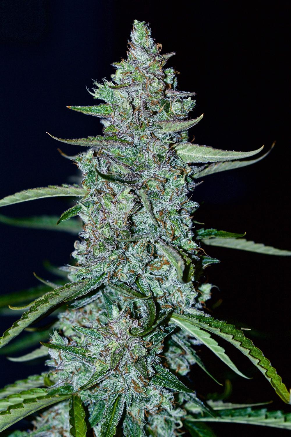 Lemon AK Auto Fem Esrar Tohumu (Fast Buds)