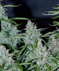 Lemon AK Auto Fem Esrar Tohumu (Fast Buds)