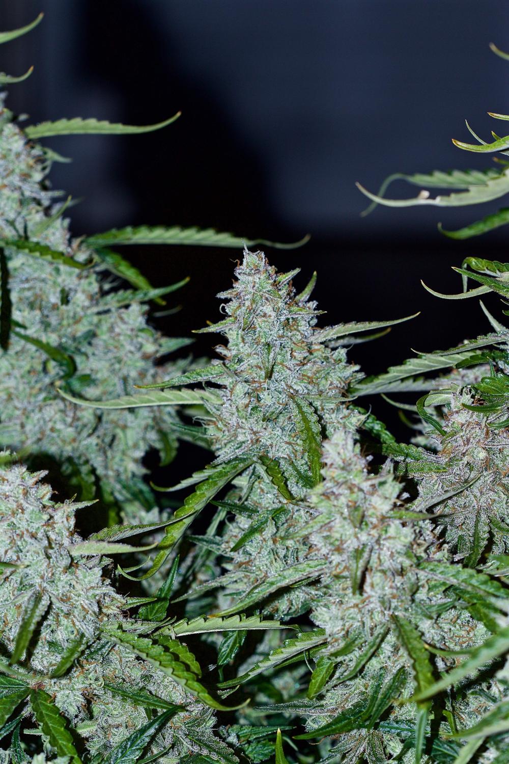 Lemon AK Auto Fem Esrar Tohumu (Fast Buds)