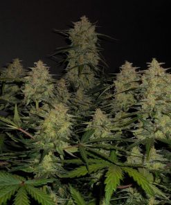 Lemon AK Auto Fem Esrar Tohumu (Fast Buds)