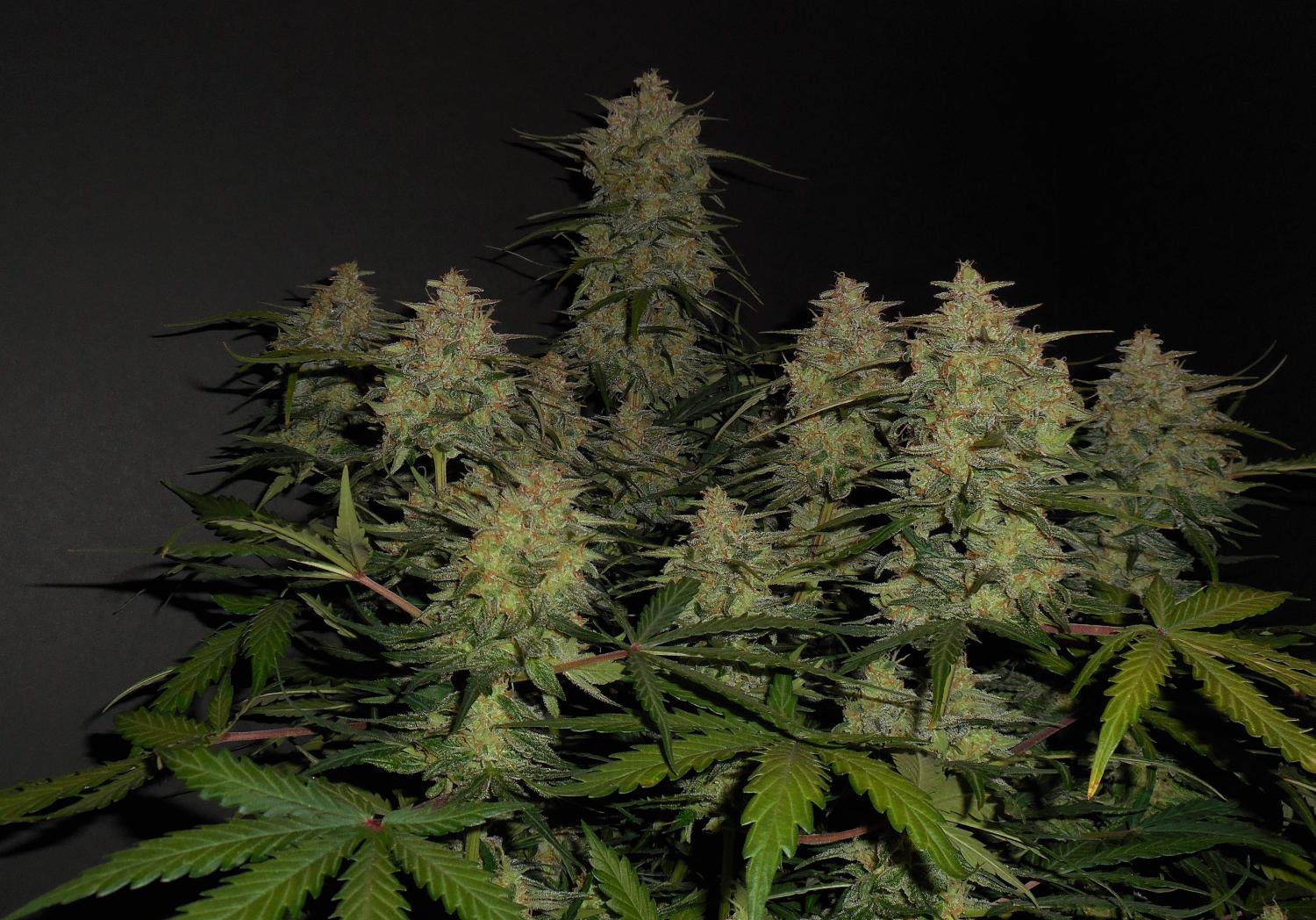 Lemon AK Auto Fem Esrar Tohumu (Fast Buds)