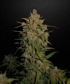 Lemon AK Auto Fem Esrar Tohumu (Fast Buds)